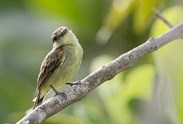 Black-capped Becard