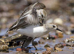 Semipalmated Sandpiper