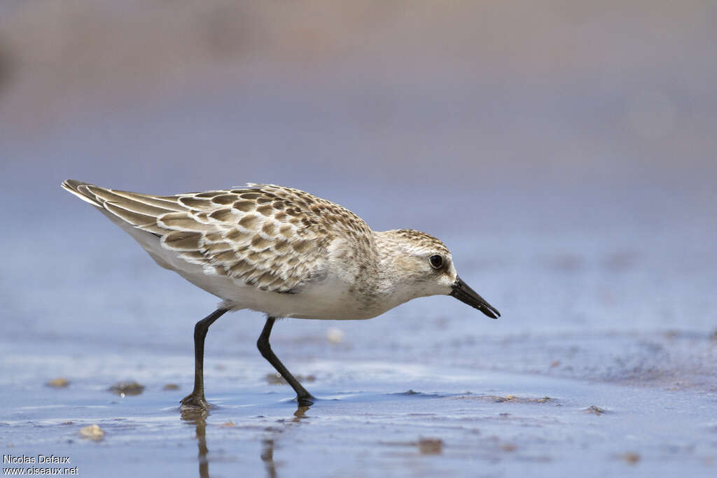 Semipalmated Sandpiperjuvenile, habitat, pigmentation, fishing/hunting