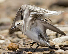 Semipalmated Sandpiper