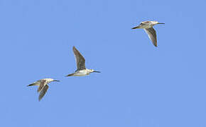 Short-billed Dowitcher