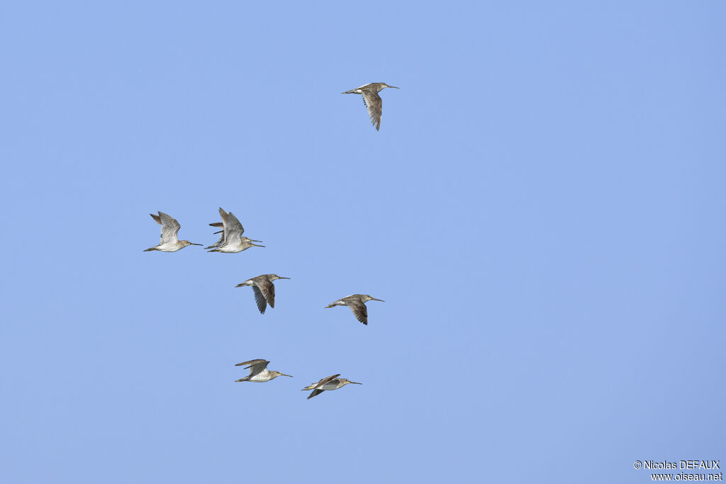 Short-billed Dowitcher, Flight