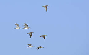 Short-billed Dowitcher