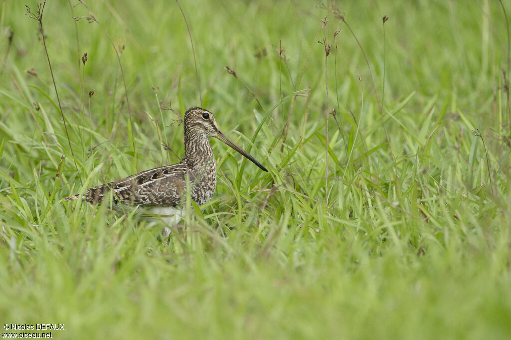 Magellanic Snipeadult, identification, walking