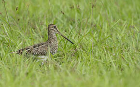 South American Snipe