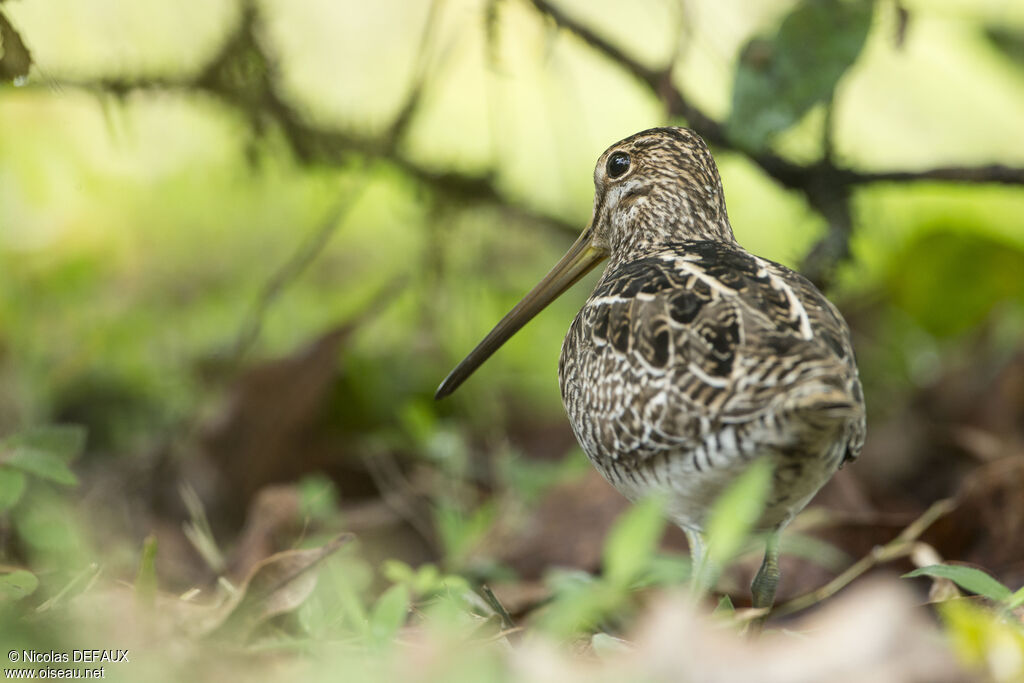 South American Snipeadult, identification