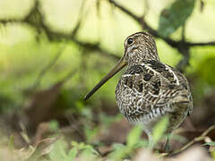 South American Snipe