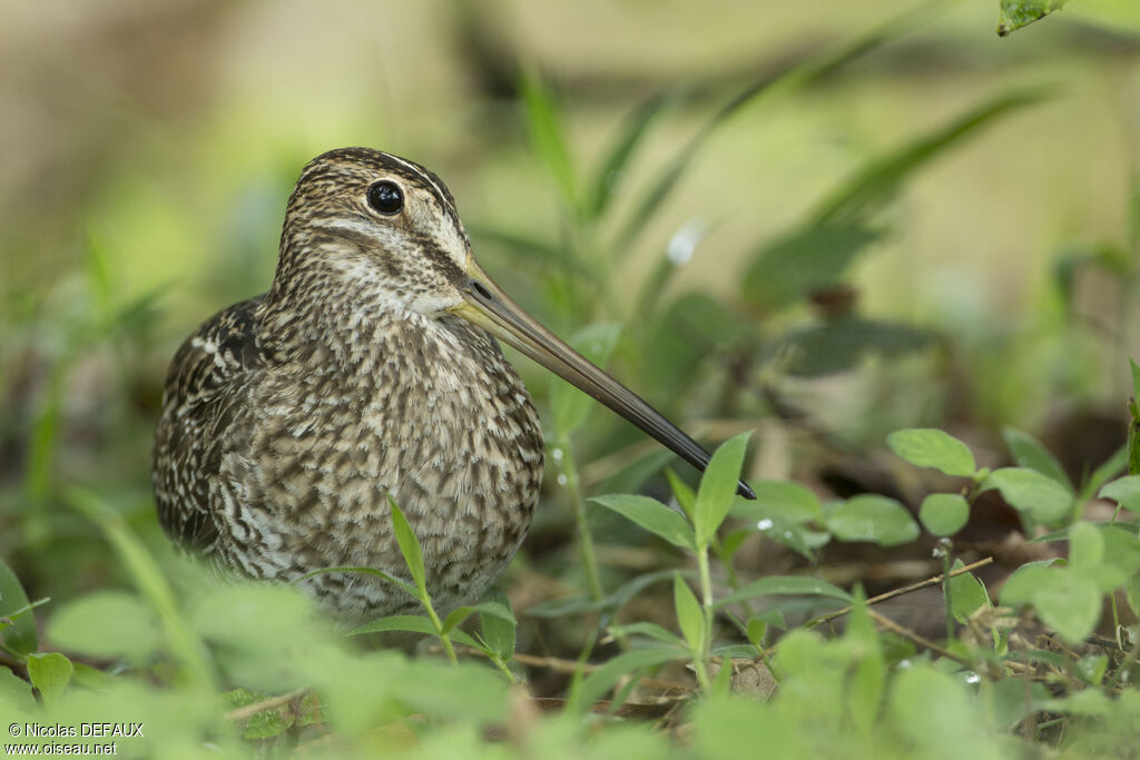 South American Snipeadult, identification