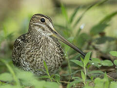 South American Snipe