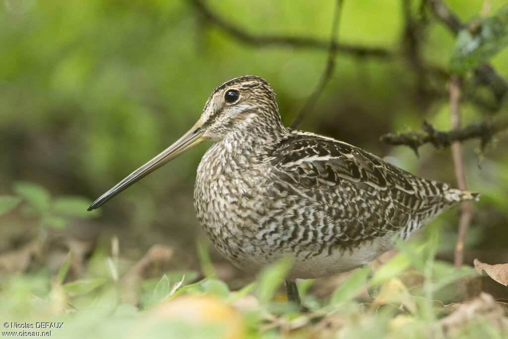 Bécassine de Magellanadulte, identification