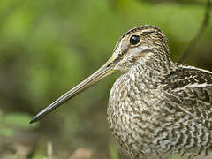 South American Snipe