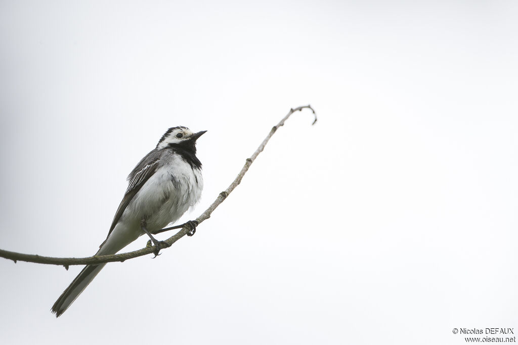 White Wagtail