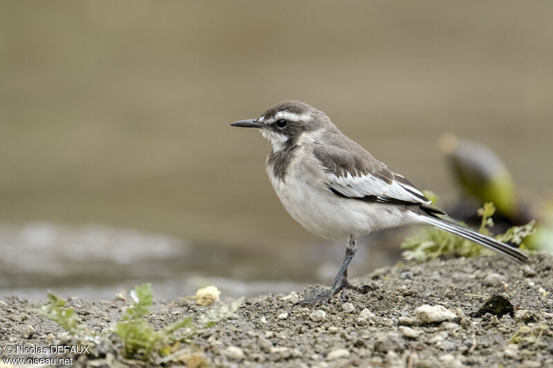 African Pied Wagtail, eats