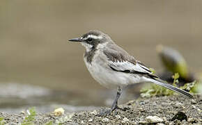 African Pied Wagtail