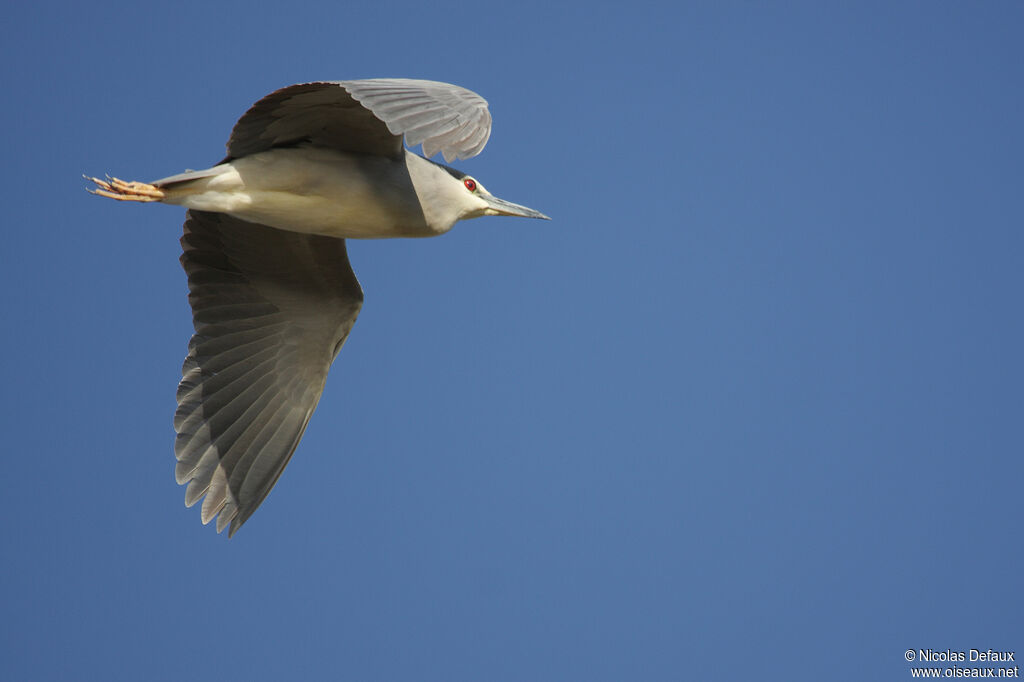 Black-crowned Night Heron, Flight