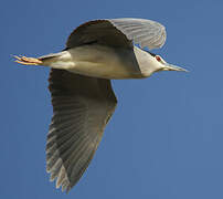 Black-crowned Night Heron