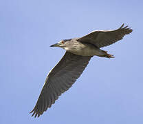 Black-crowned Night Heron