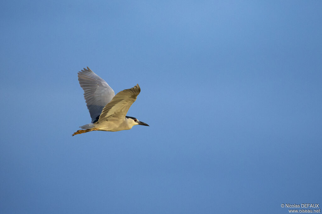 Black-crowned Night Heronadult, Flight