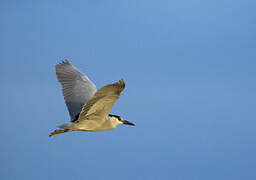 Black-crowned Night Heron