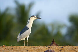 Black-crowned Night Heron