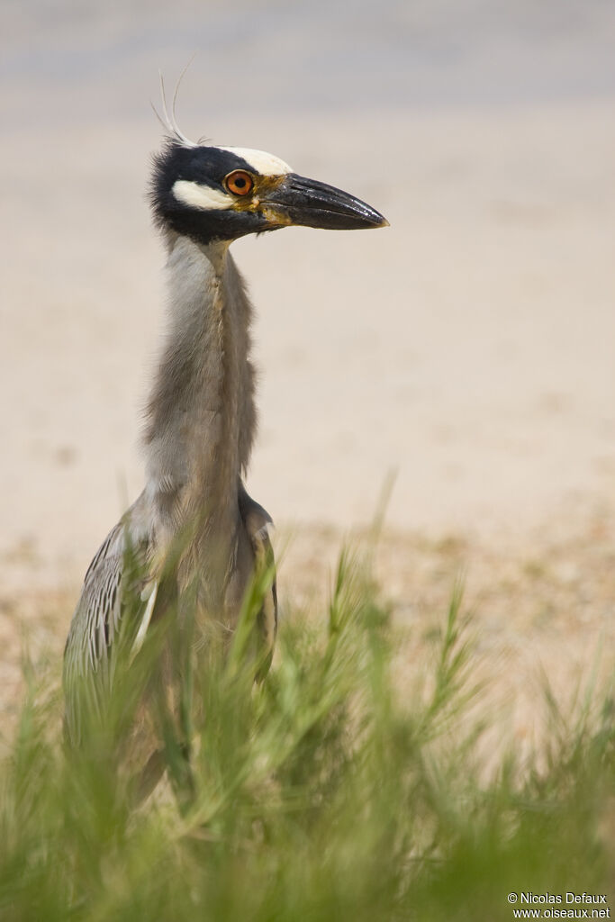 Yellow-crowned Night Heronadult