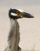 Yellow-crowned Night Heron