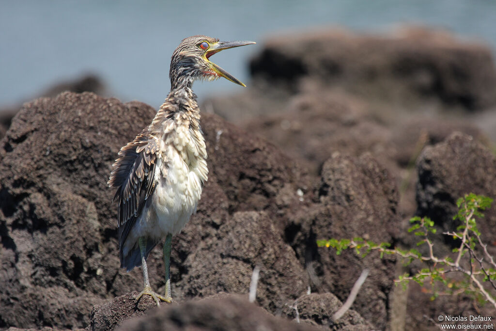 Yellow-crowned Night Heronjuvenile, Behaviour