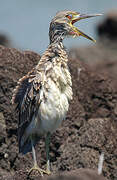 Yellow-crowned Night Heron