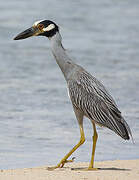 Yellow-crowned Night Heron