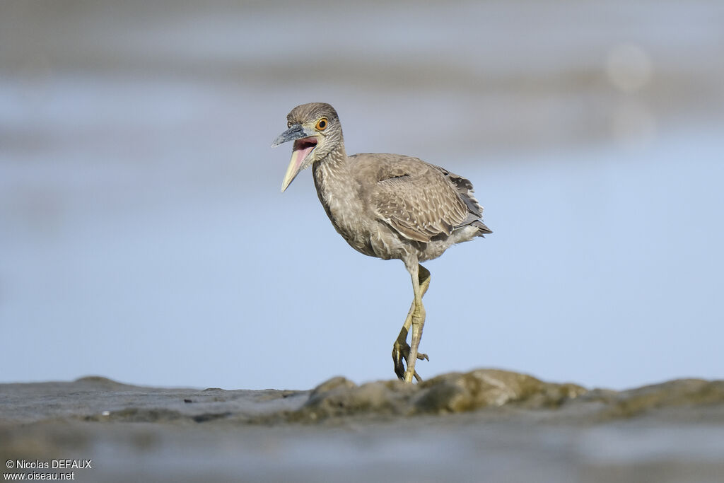 Yellow-crowned Night Heronjuvenile