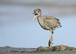 Yellow-crowned Night Heron