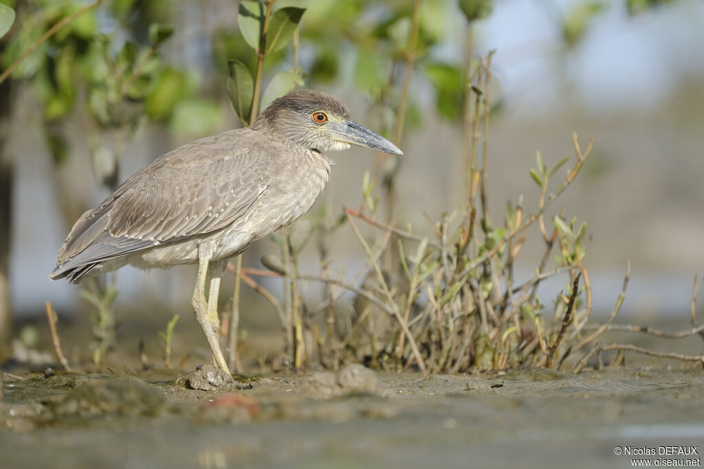 Yellow-crowned Night Heronjuvenile, walking