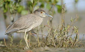Yellow-crowned Night Heron