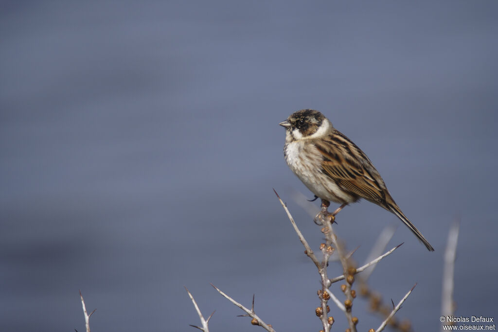 Common Reed Bunting