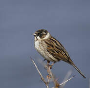 Common Reed Bunting