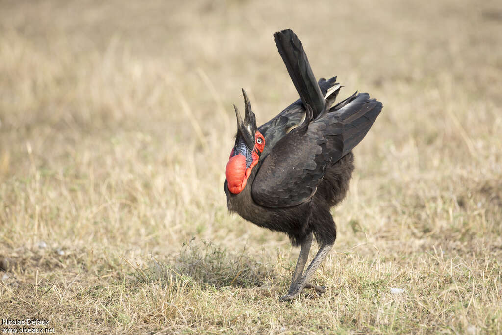 Southern Ground Hornbill female adult, eats, Behaviour