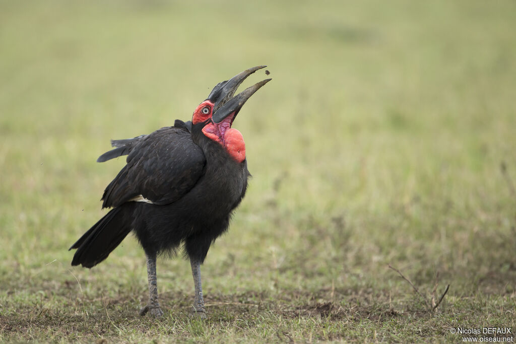 Southern Ground Hornbilladult, close-up portrait, walking