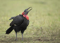 Southern Ground Hornbill