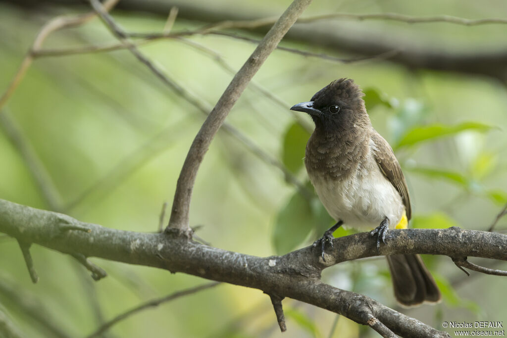 Bulbul tricolore, portrait