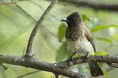 Bulbul tricolore