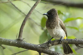 Dark-capped Bulbul