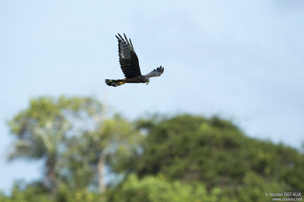 Long-winged Harrier, Flight