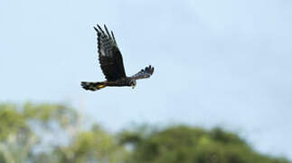 Long-winged Harrier