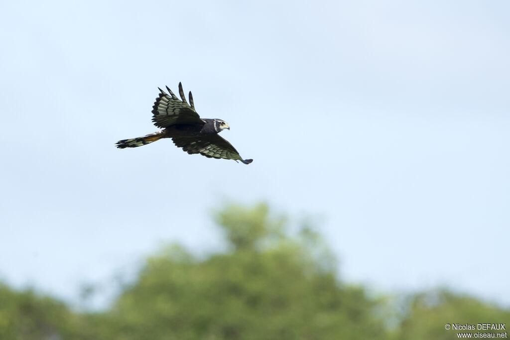 Long-winged Harrier, Flight