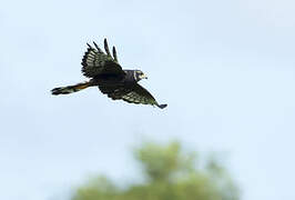 Long-winged Harrier