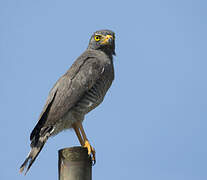 Roadside Hawk