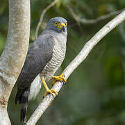 Roadside Hawk