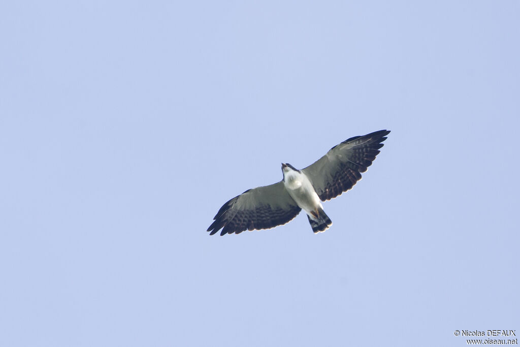 Short-tailed Hawk, Flight