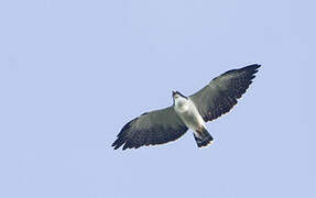 Short-tailed Hawk