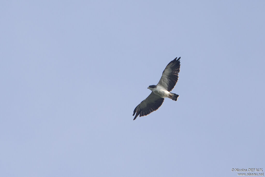 Short-tailed Hawk, Flight